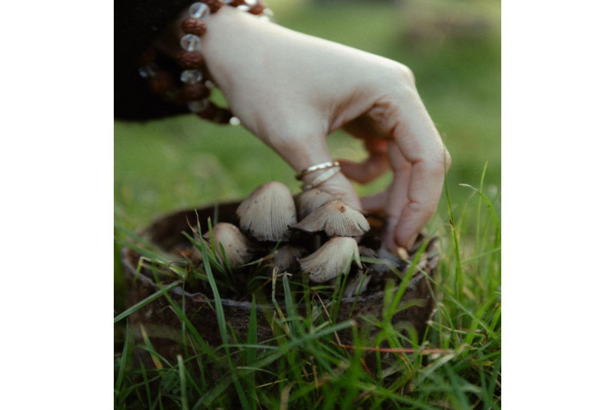 Лейла Алиева, Арзу Алиева и Алена Алиева посетили ферму “Citrus Valley” в Лянкяране-ФОТО 