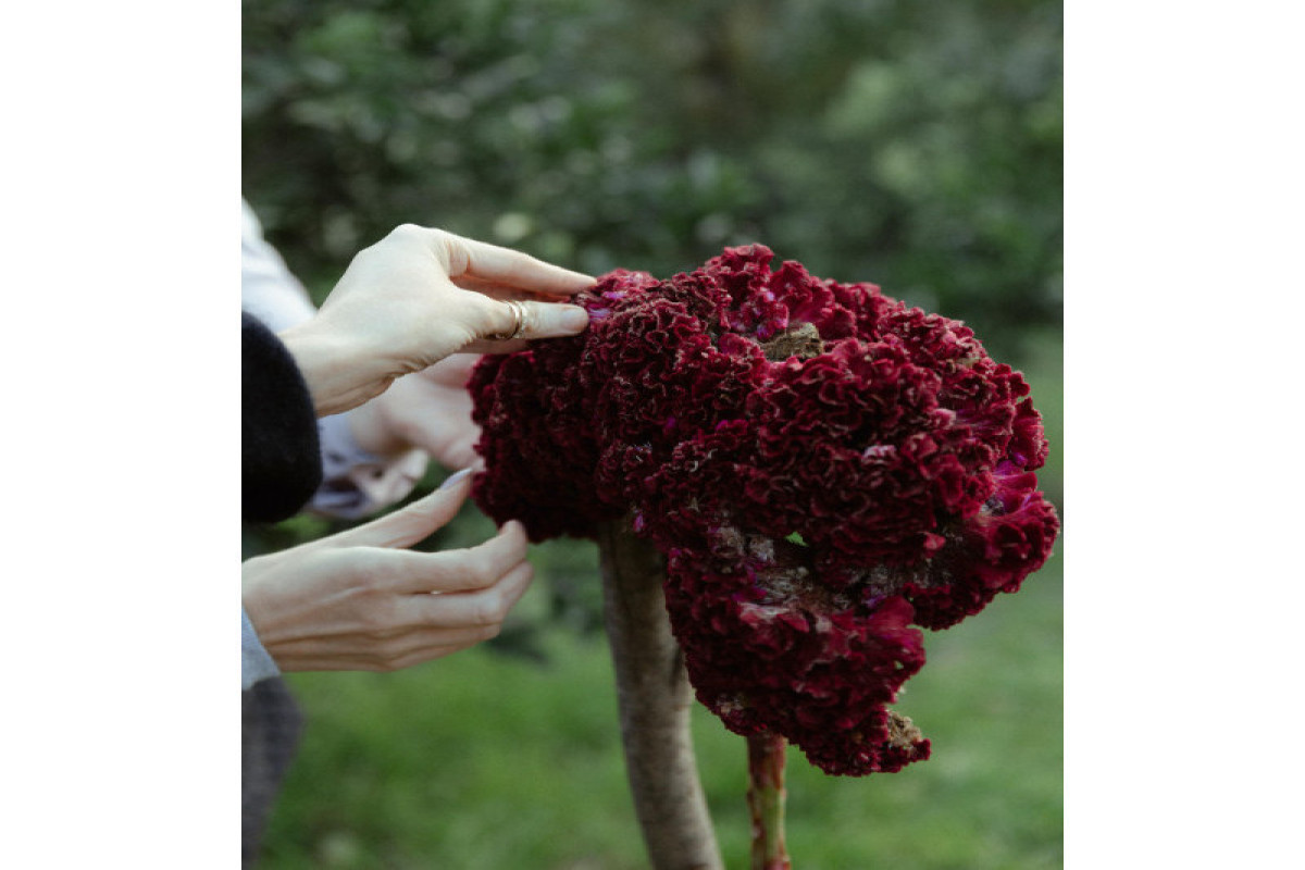 Лейла Алиева, Арзу Алиева и Алена Алиева посетили ферму “Citrus Valley” в Лянкяране-ФОТО 