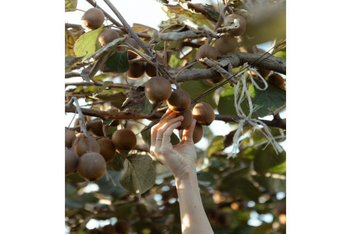 Лейла Алиева, Арзу Алиева и Алена Алиева посетили ферму “Citrus Valley” в Лянкяране-ФОТО 