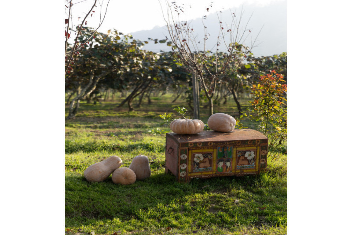 Лейла Алиева, Арзу Алиева и Алена Алиева посетили ферму “Citrus Valley” в Лянкяране-ФОТО 