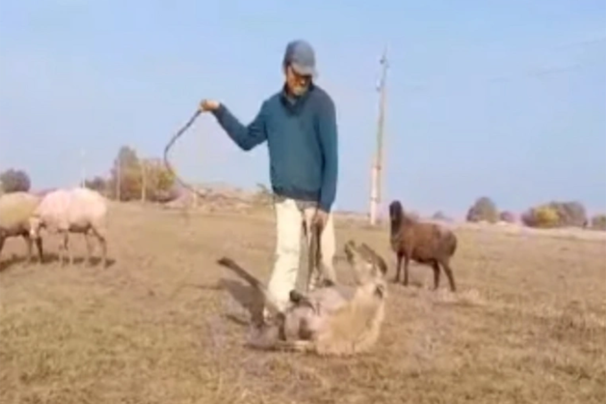 Житель Самуха задержан за жестокое обращение с животным