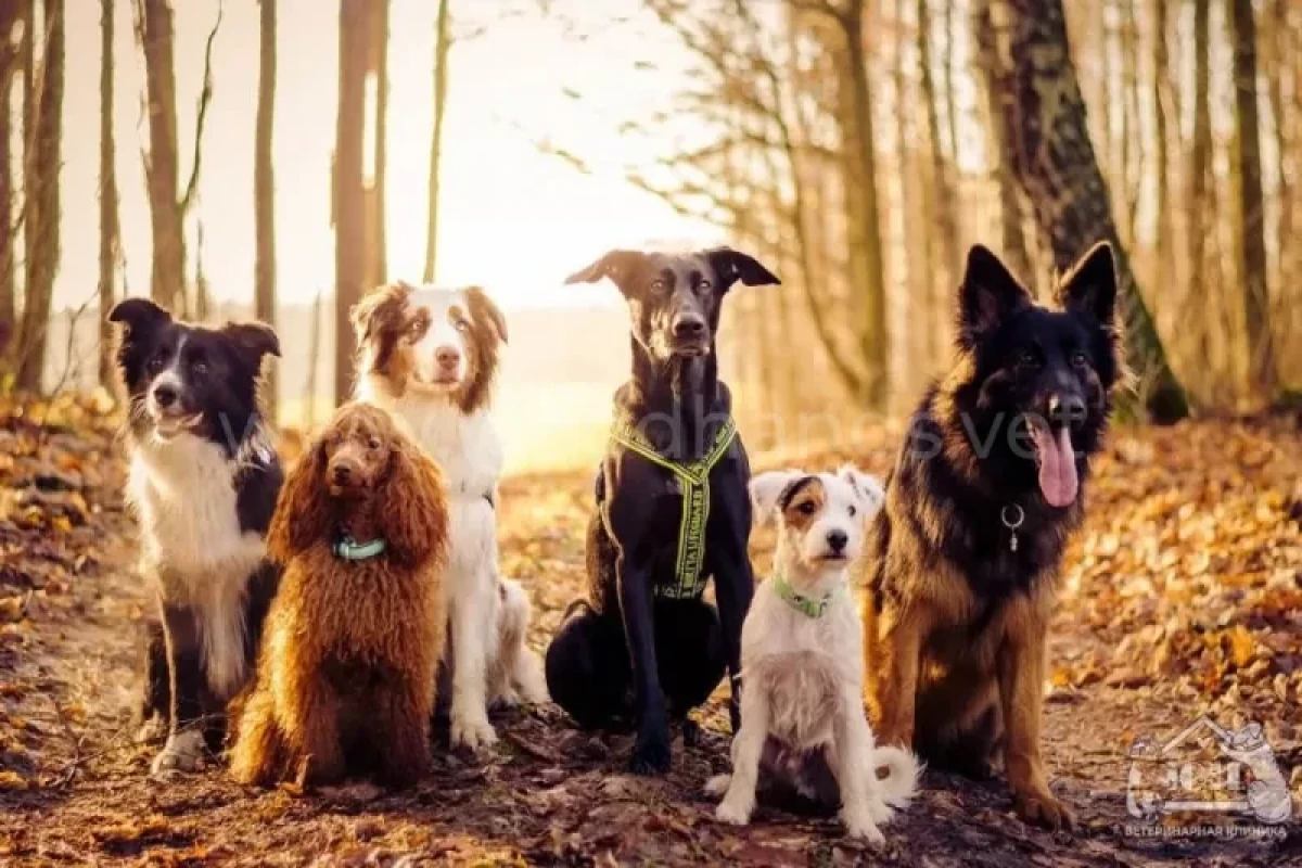 Ученые выяснили, что большинство пород собак несут волчью ДНК