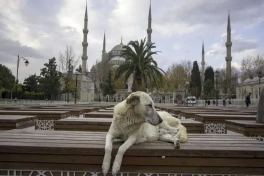 Стамбул ужесточает правила в отношении бездомных собак