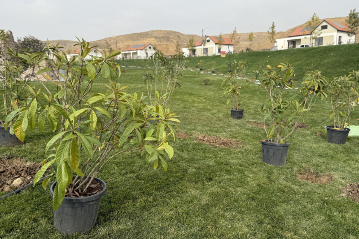 В Джебраильском районе высадили более тысячи деревьев