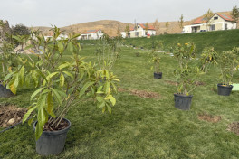 В Джебраильском районе высадили более тысячи деревьев