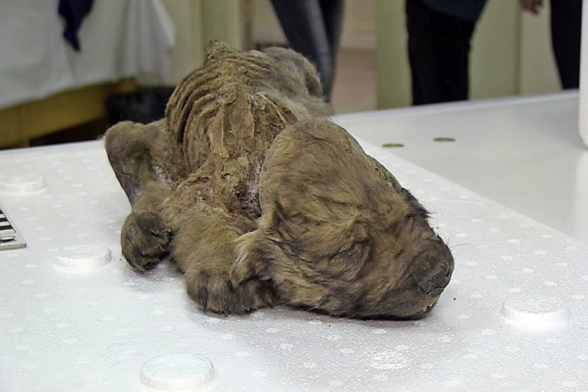 Ученые нашли следы древних собак, переживших извержение супервулкана