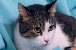 Все современные европейские домашние кошки прибыли из Африки