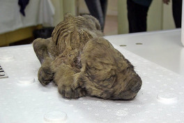 Ученые нашли следы древних собак, переживших извержение супервулкана