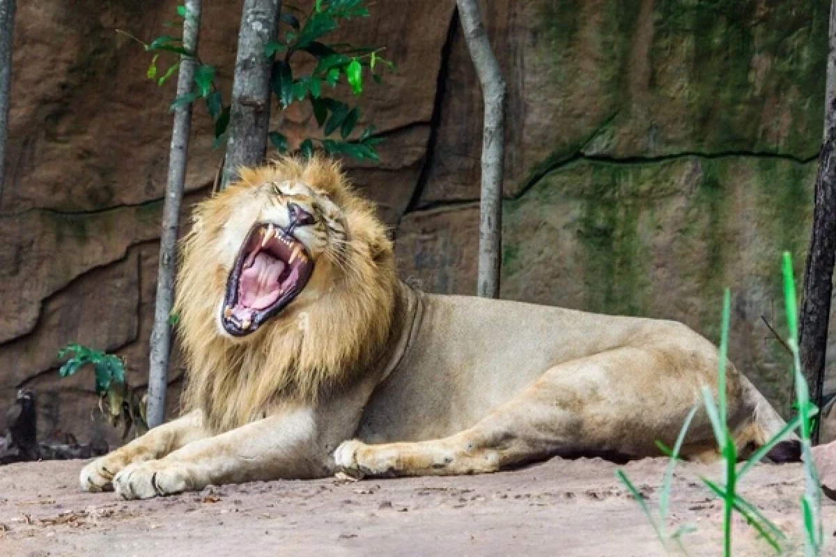 В индийском штате Гуджарат два ребенка стали жертвами хищников