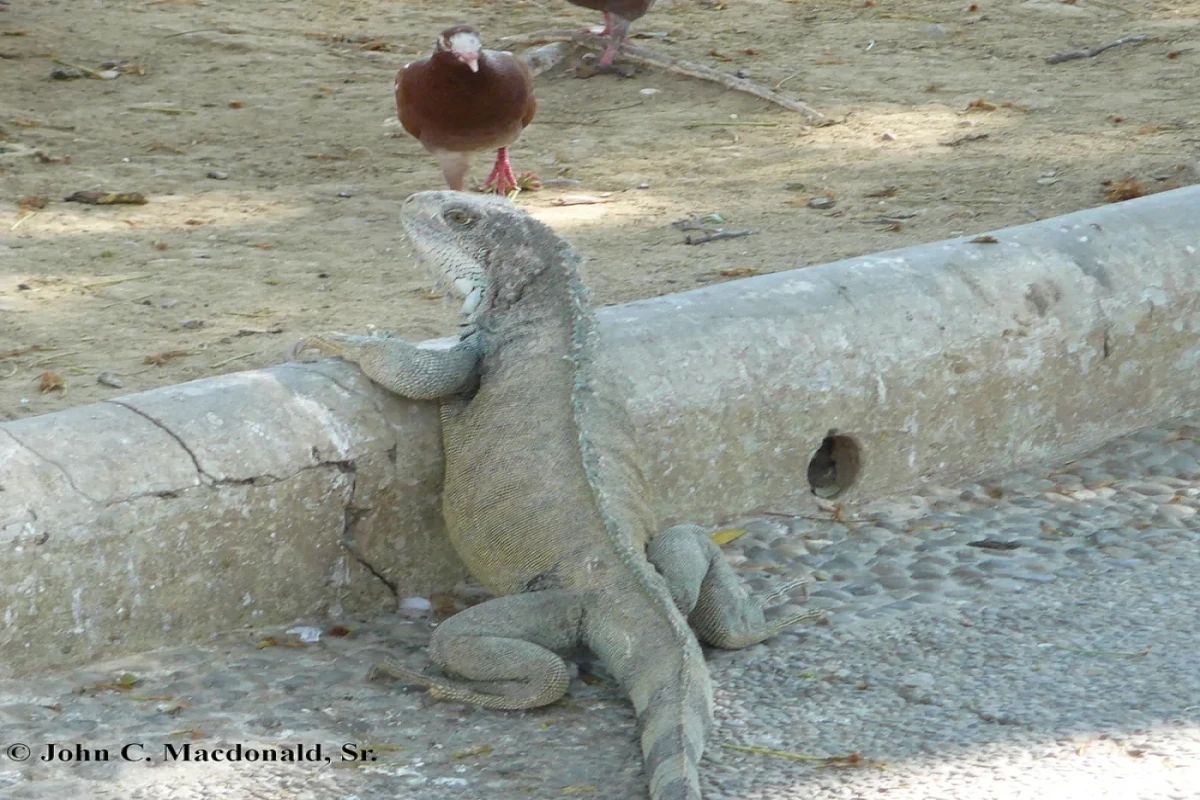 Самые наглые городские животные мира-ФОТО 