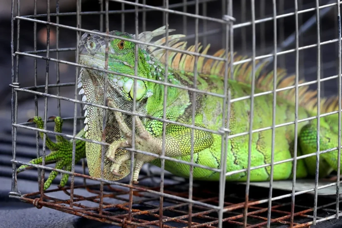 Самые наглые городские животные мира-ФОТО 