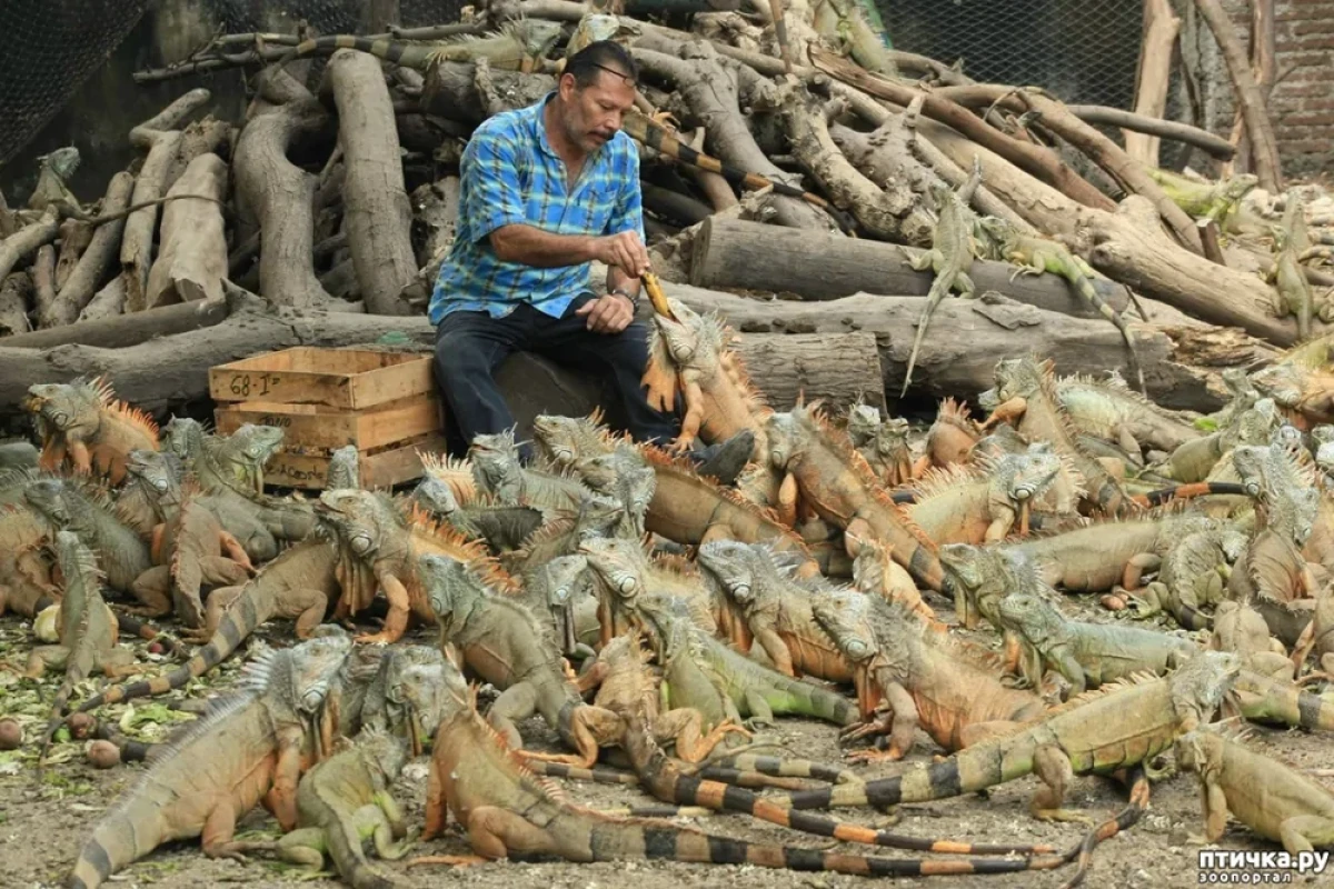 Самые наглые городские животные мира-ФОТО 