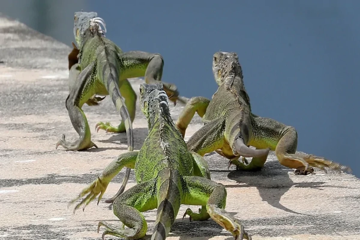 Самые наглые городские животные мира-ФОТО 