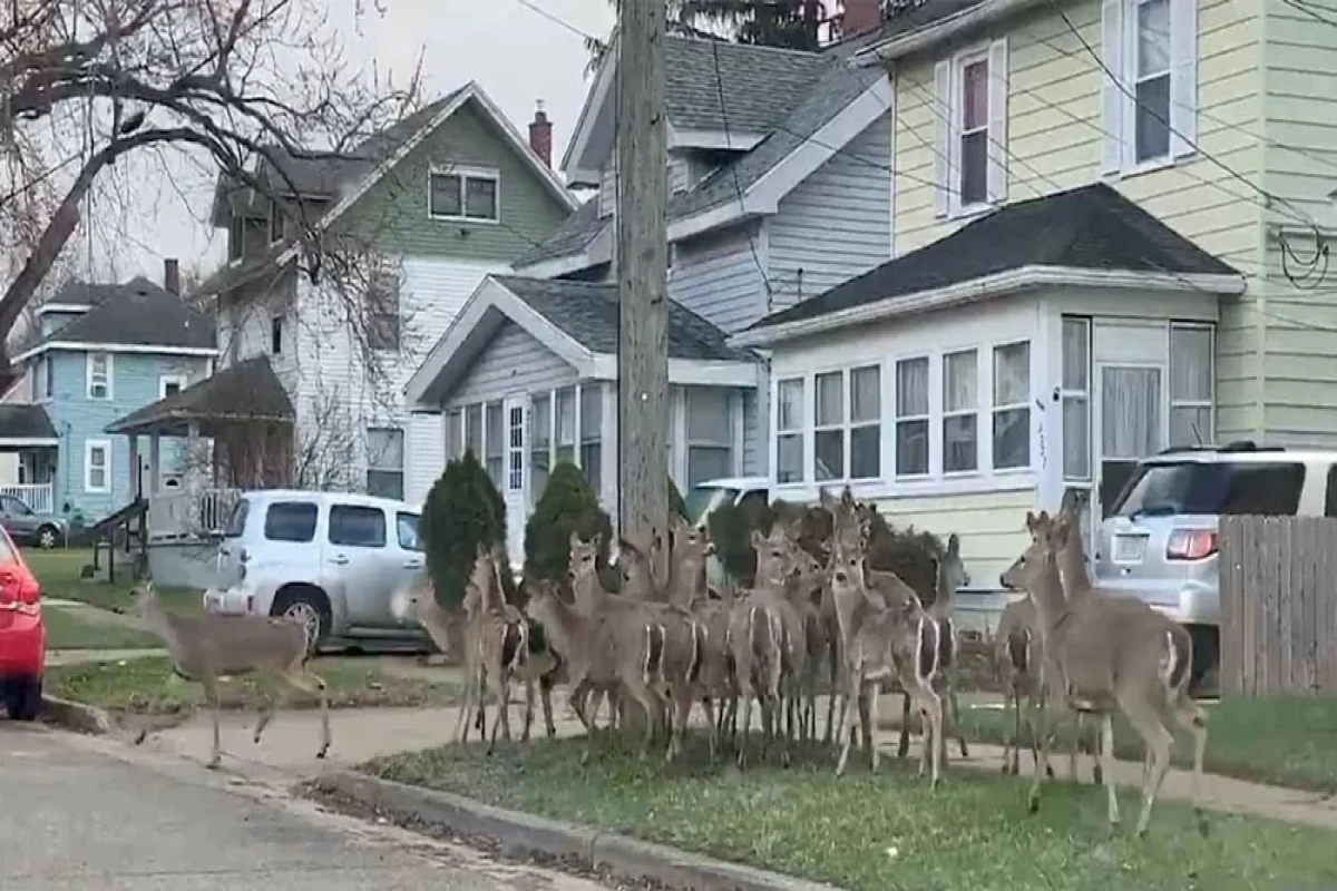 Самые наглые городские животные мира-ФОТО 