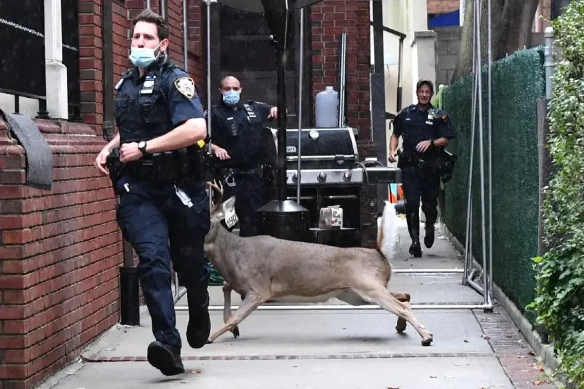 Самые наглые городские животные мира-ФОТО 