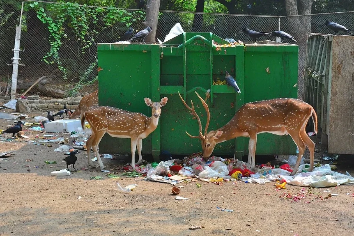 Самые наглые городские животные мира-ФОТО 