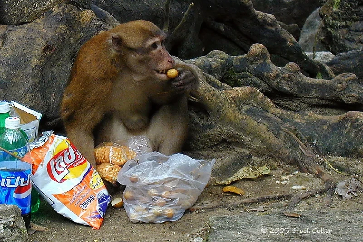 Самые наглые городские животные мира-ФОТО 