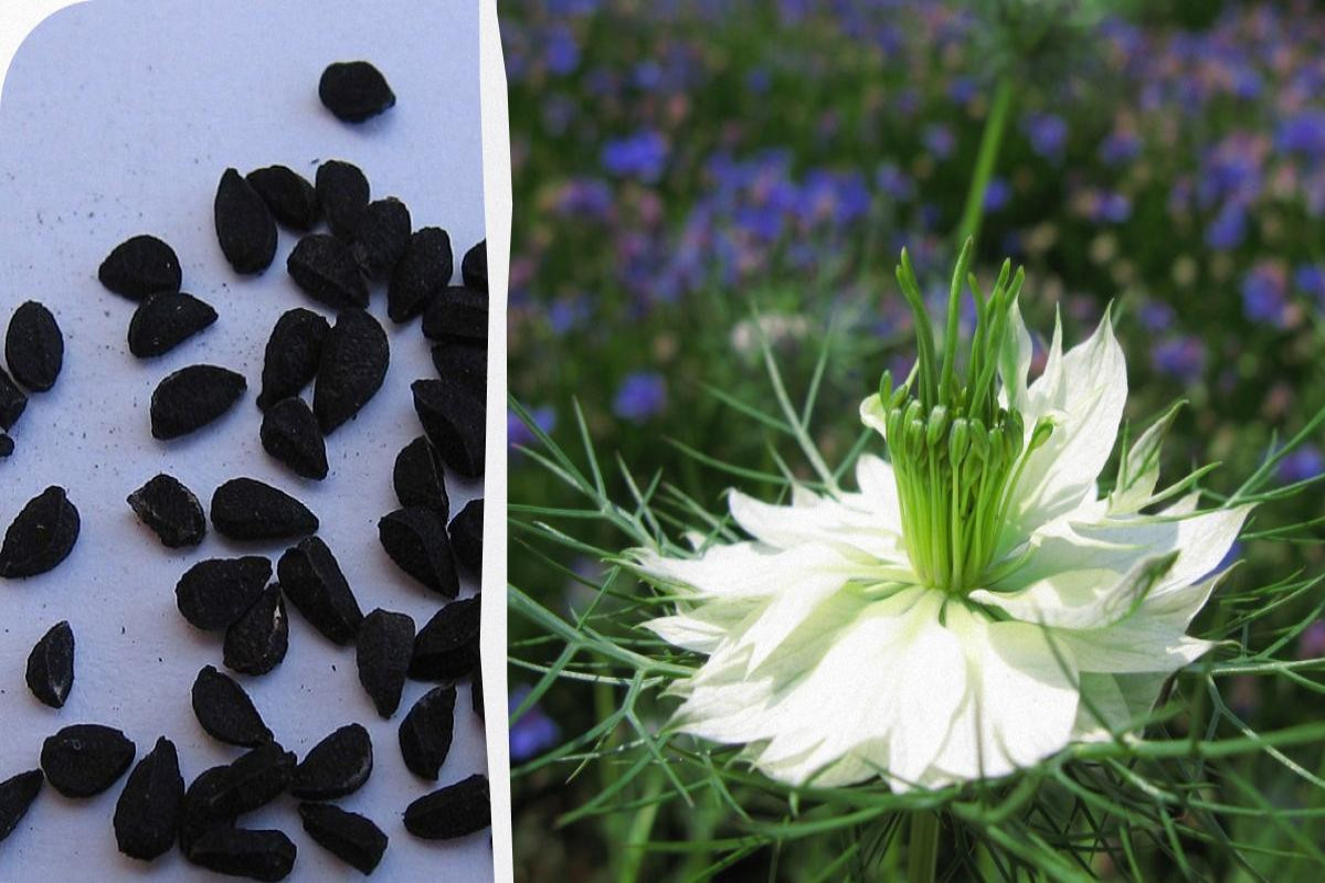 Японские ученые проследили, как черный тмин влияет на сердечное здоровье