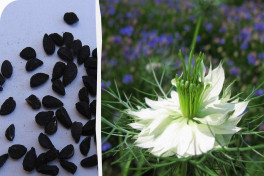 Японские ученые проследили, как черный тмин влияет на сердечное здоровье