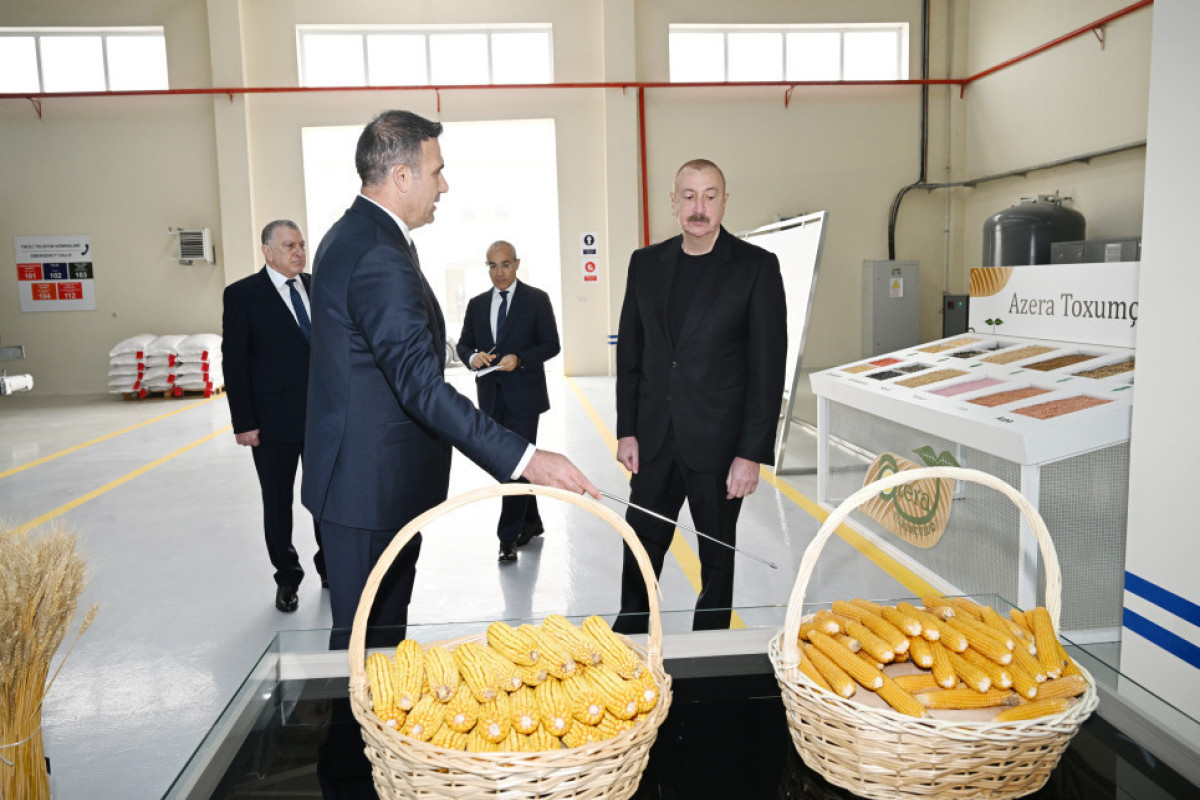 Алиев ознакомился с производством семян в Сабирабаде-ФОТО