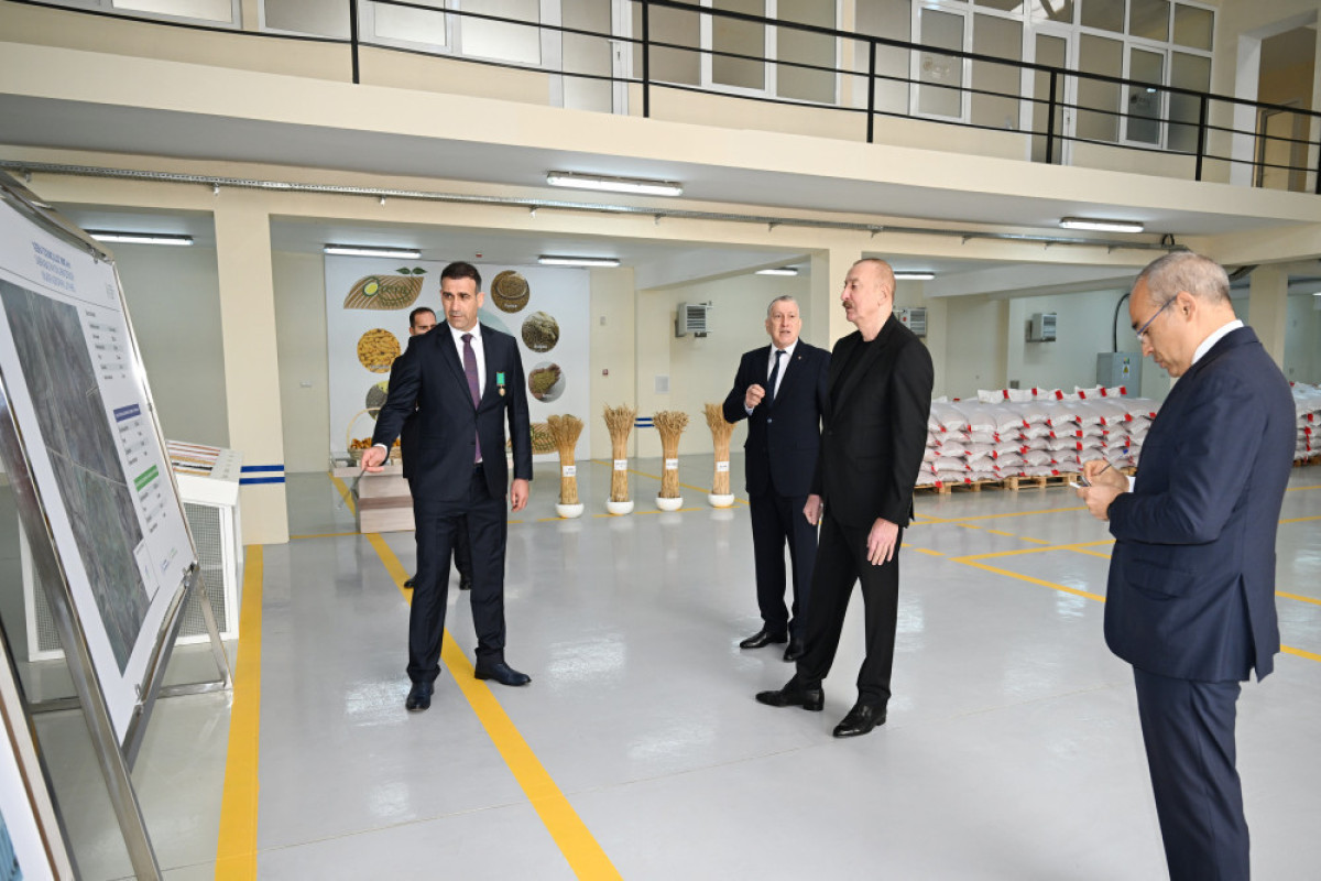 Алиев ознакомился с производством семян в Сабирабаде-ФОТО