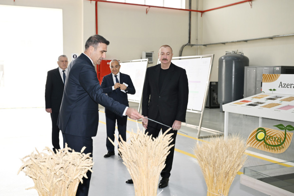 Алиев ознакомился с производством семян в Сабирабаде-ФОТО