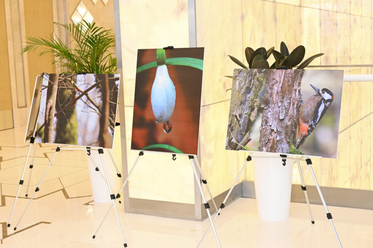 Лейла Алиева приняла участие в презентации документального фильма "Гиркан"