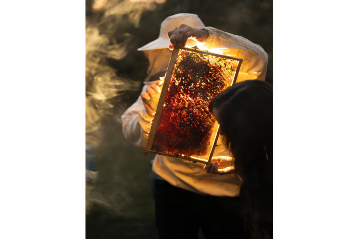 Лейла Алиева встретилась в Габале с участником проекта «Молодой пчеловод»-ФОТО