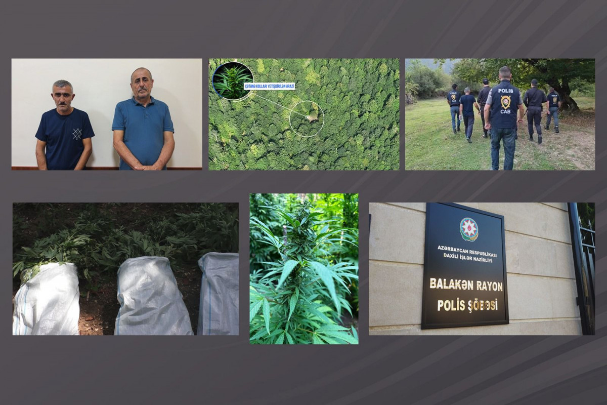 В Азербайджане выявлена крупная плантация наркотиков