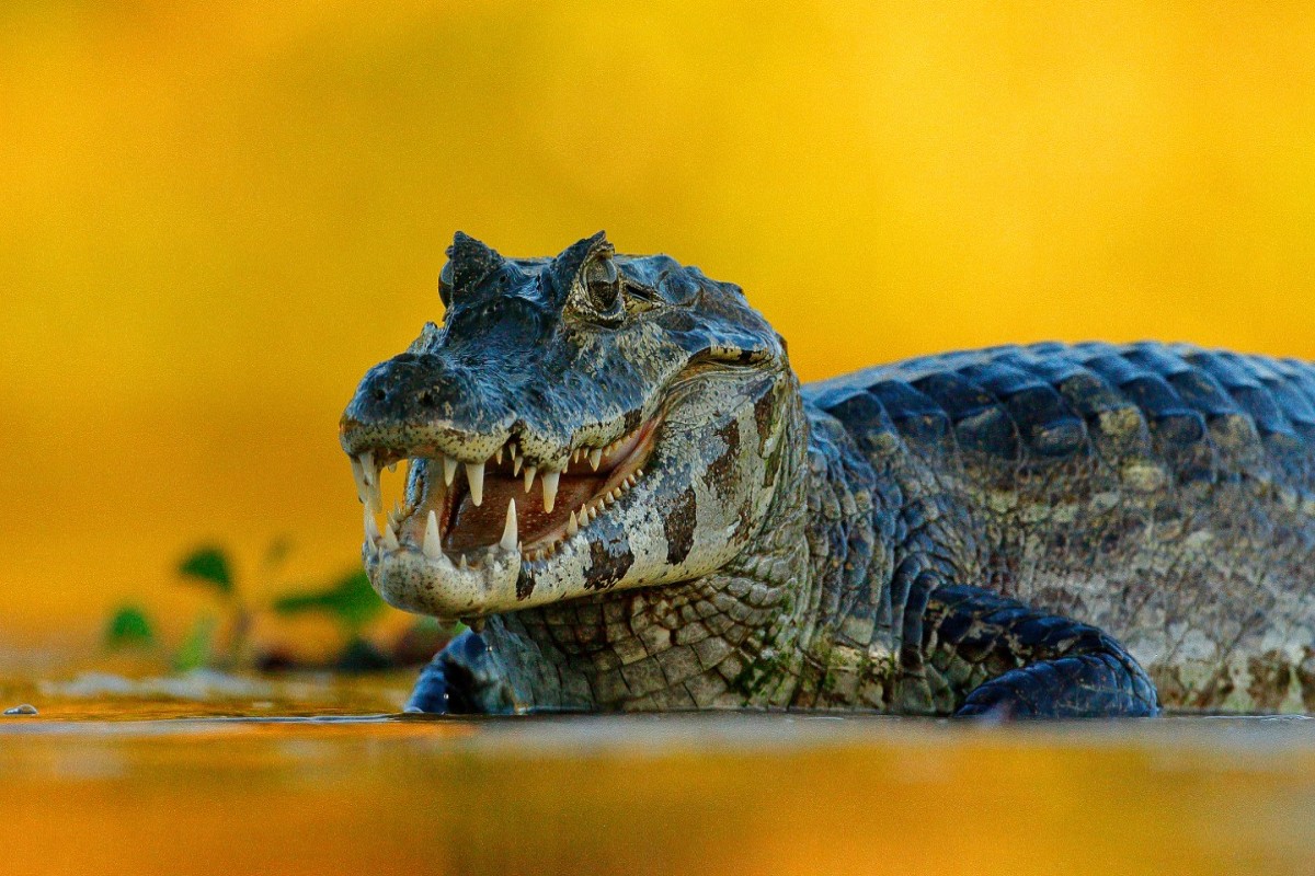 Власти Индии обратятся к крокодилам для защиты своих границ