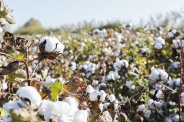 «Azərpambıq» снизил экспорт на 12,8%