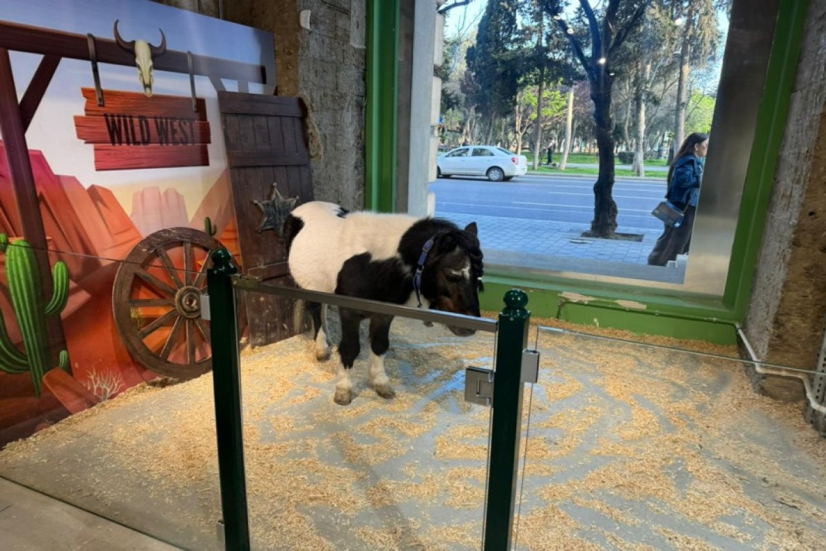 В Баку выявили незаконное содержание животных в детском центре-ФОТО 