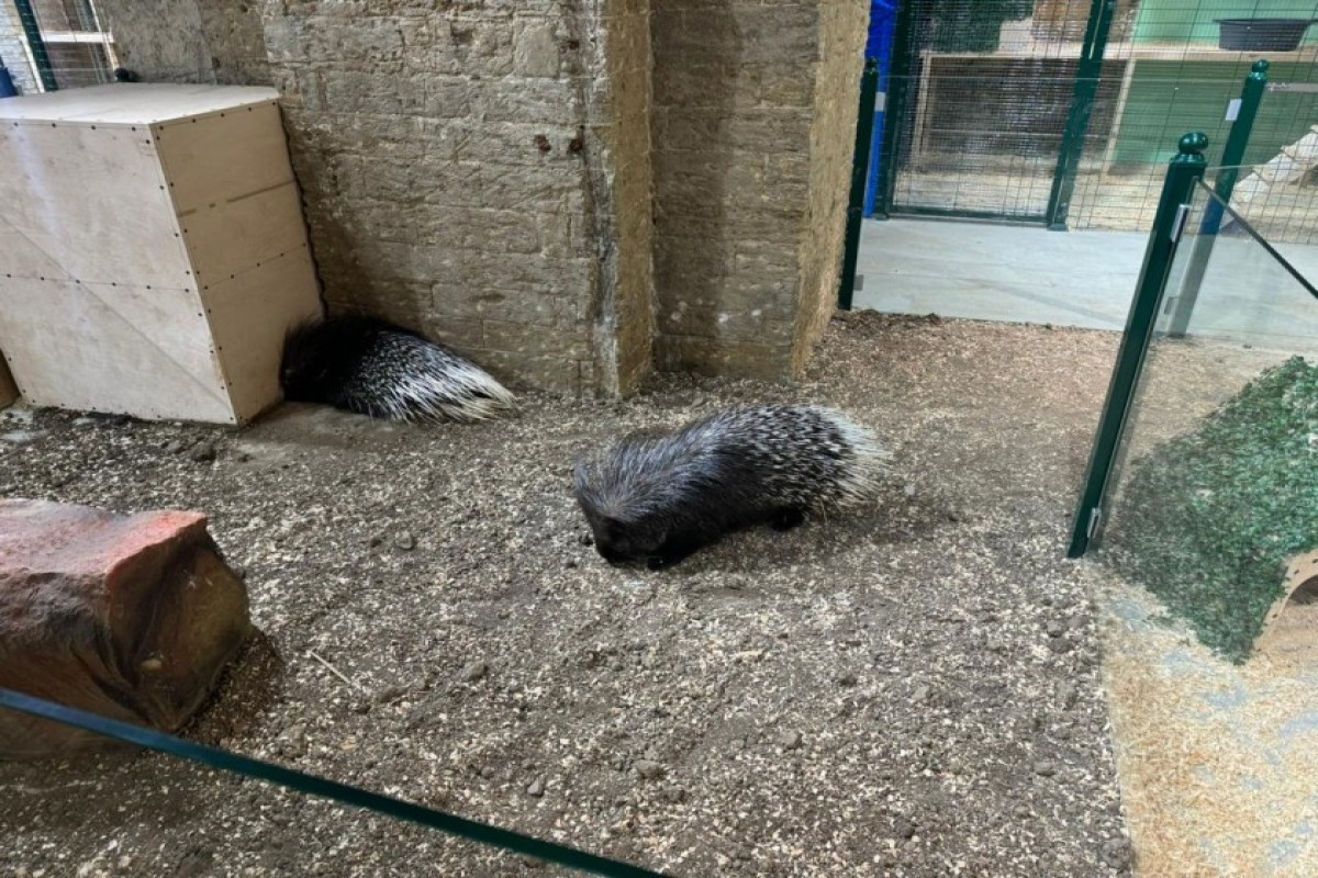 В Баку выявили незаконное содержание животных в детском центре-ФОТО 