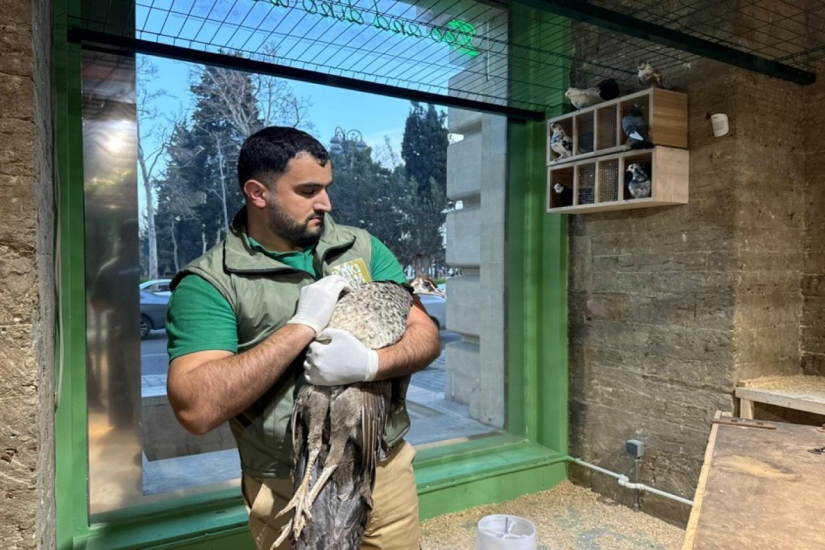 В Баку выявили незаконное содержание животных в детском центре-ФОТО 