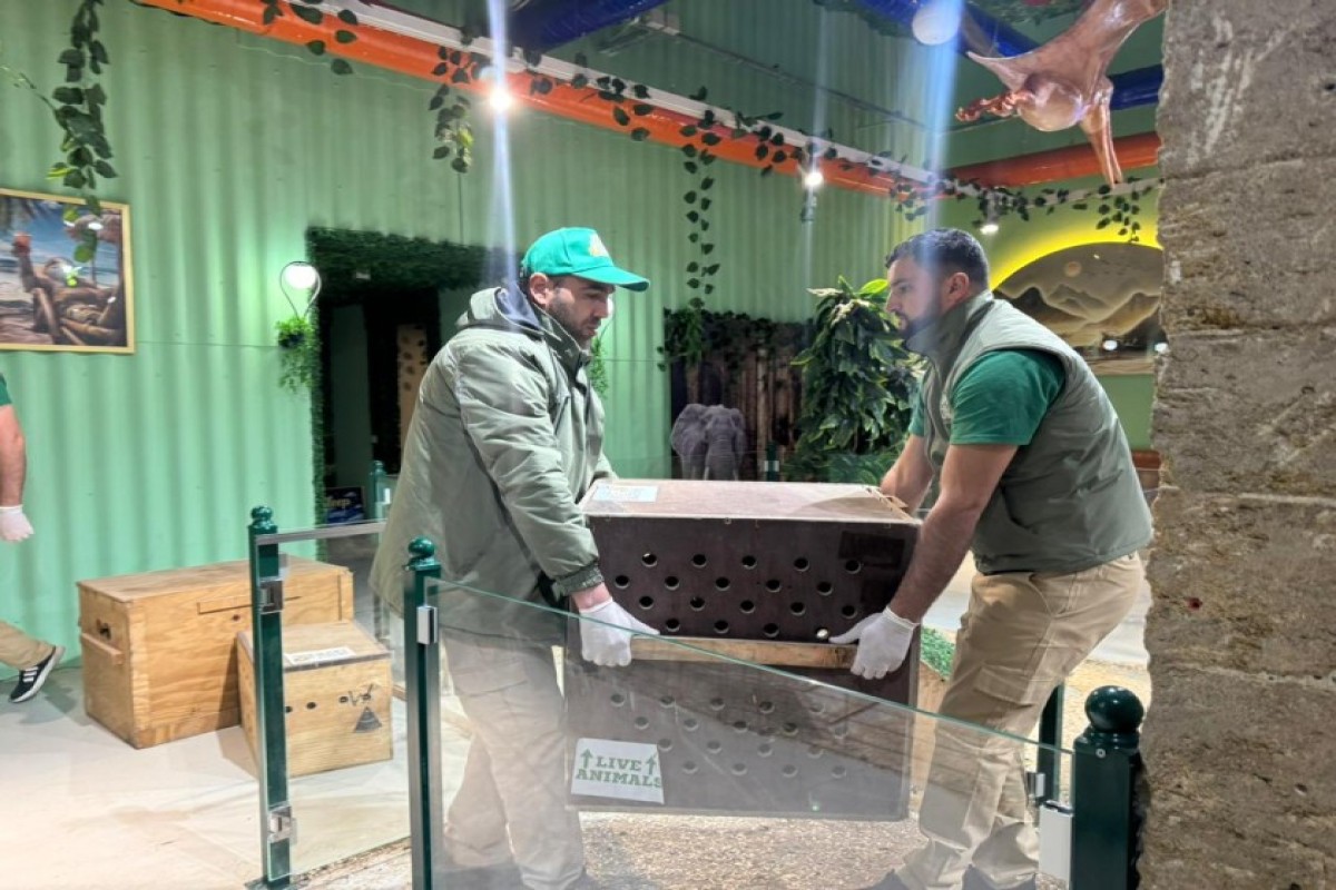 В Баку выявили незаконное содержание животных в детском центре-ФОТО 