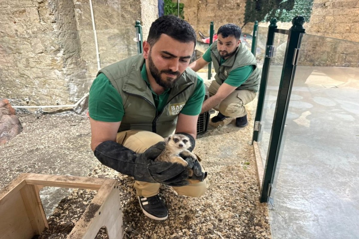 В Баку выявили незаконное содержание животных в детском центре-ФОТО 