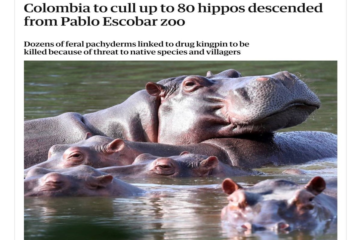 Колумбия планирует сократить популяцию «бегемотов Эскобара»