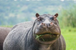 Колумбия планирует сократить популяцию «бегемотов Эскобара»