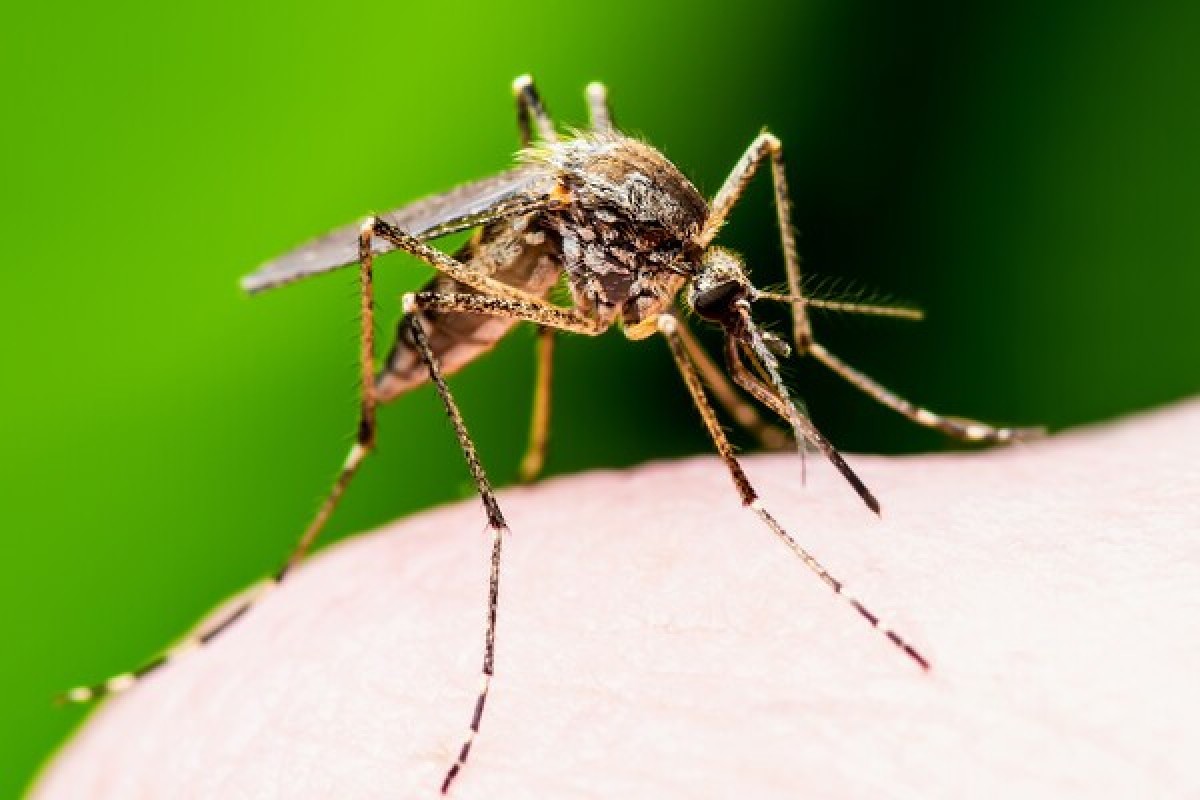 Исландские комары угрожают человечеству