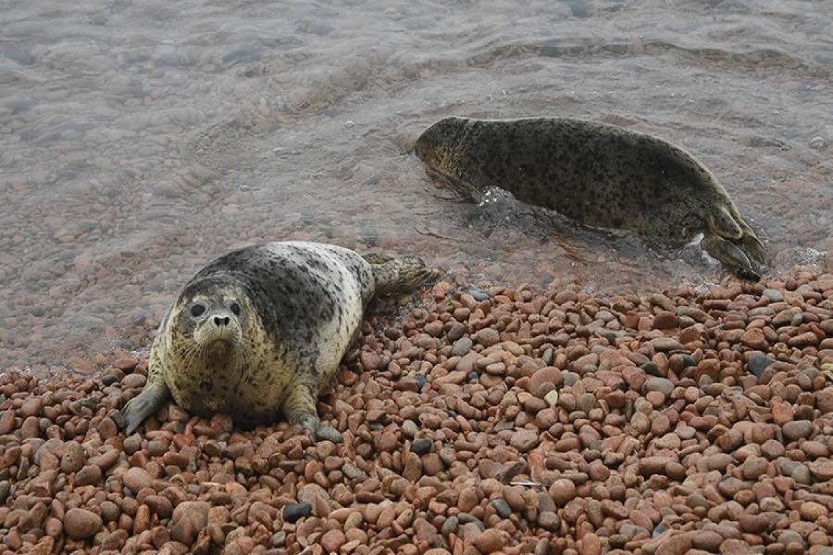 Почти 100 тюленей обнаружены мертвыми на побережье Каспия