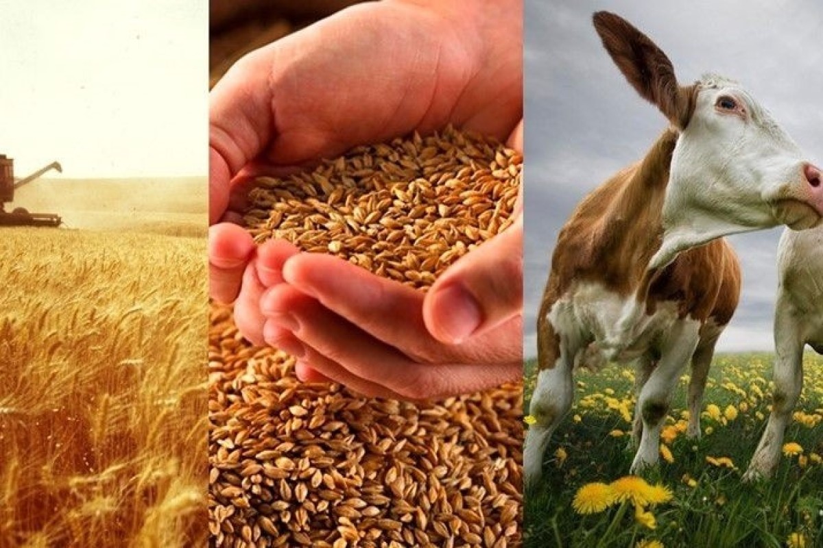 Счетная палата: Деньги на сельское хозяйство тратили с нарушениями 