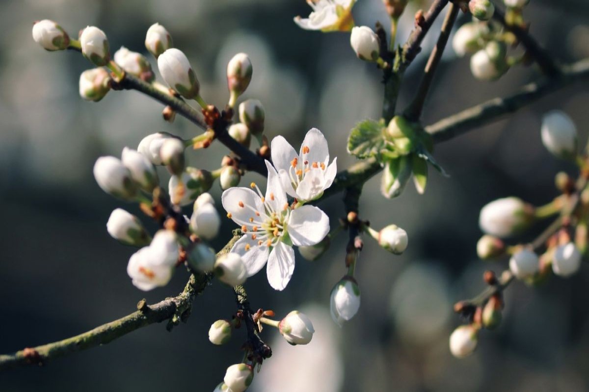 В Баку ожидается переменная облачность и слабый дождь