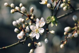 В Баку ожидается переменная облачность и слабый дождь