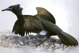 Ученые развеяли мифы о «птице из ада»