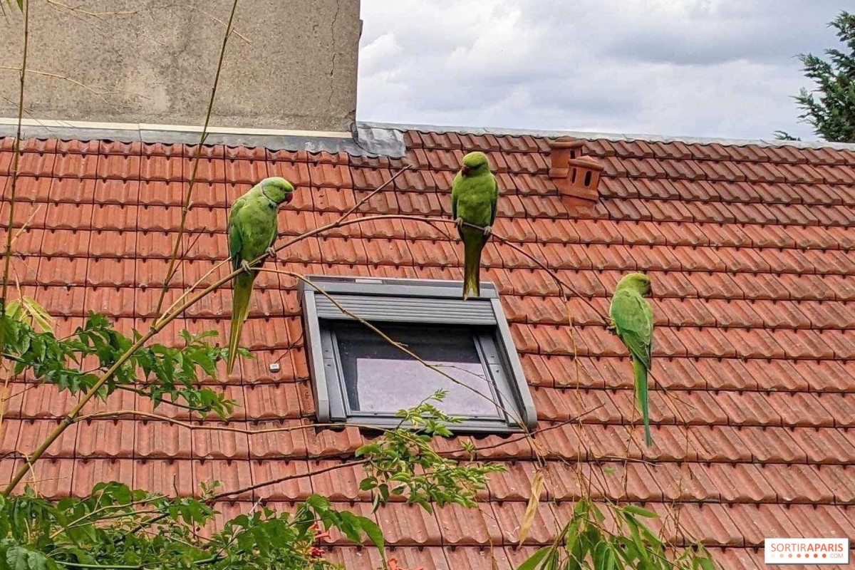 Даже после снижения шума птицы Парижа поют «на повышенных»