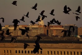 Google подписала с Пентагоном секретный контракт об использовании ИИ