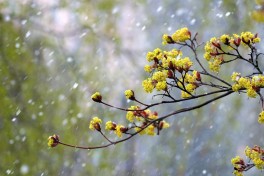 Синоптики прогнозируют теплый май с дождями 