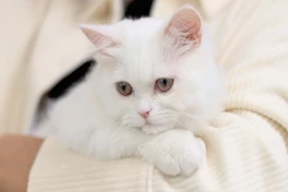 Пропавший кот спустя семь лет вернулся к семье