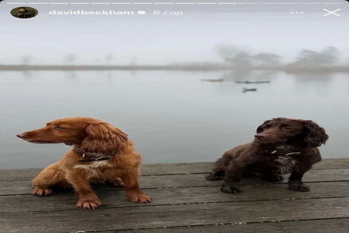 Дэвид Бекхэм поделился милыми кадрами с питомцами-ФОТО 