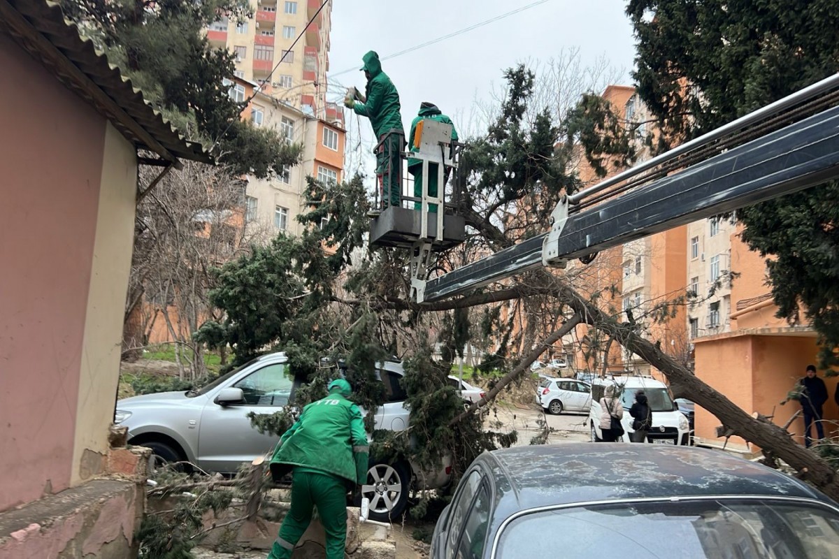 Сильный ветер в Баку повалил более десятка деревьев -ФОТО 